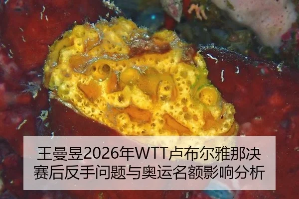wang-man-yu-nian-lu-bu-er-ya-na-jue-sai-hou-fan-shou-wen-ti-yu-ao-yun-ming-e-ying-xiang-fen-xi-3-893.jpg